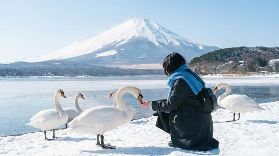Tokyo: Mt. Fuji & 6 Must-See Spots: Oshino & Lake Kawaguchi - What Travelers Say