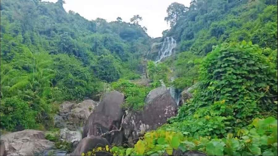 Wanning: Walking Tour in Xinglong Triangle Rainforest - Exploring the Details of the Xinglong Rainforest Tour