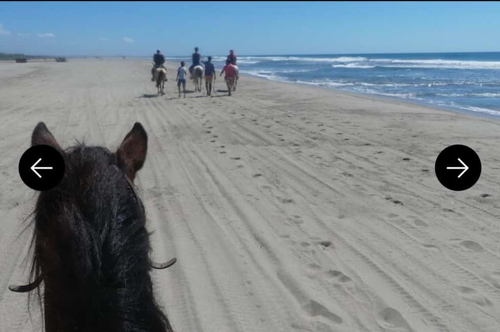 .Beach Horse Riding Turtle Release Crocodile Farm Experience - A Detailed Look at the Experience