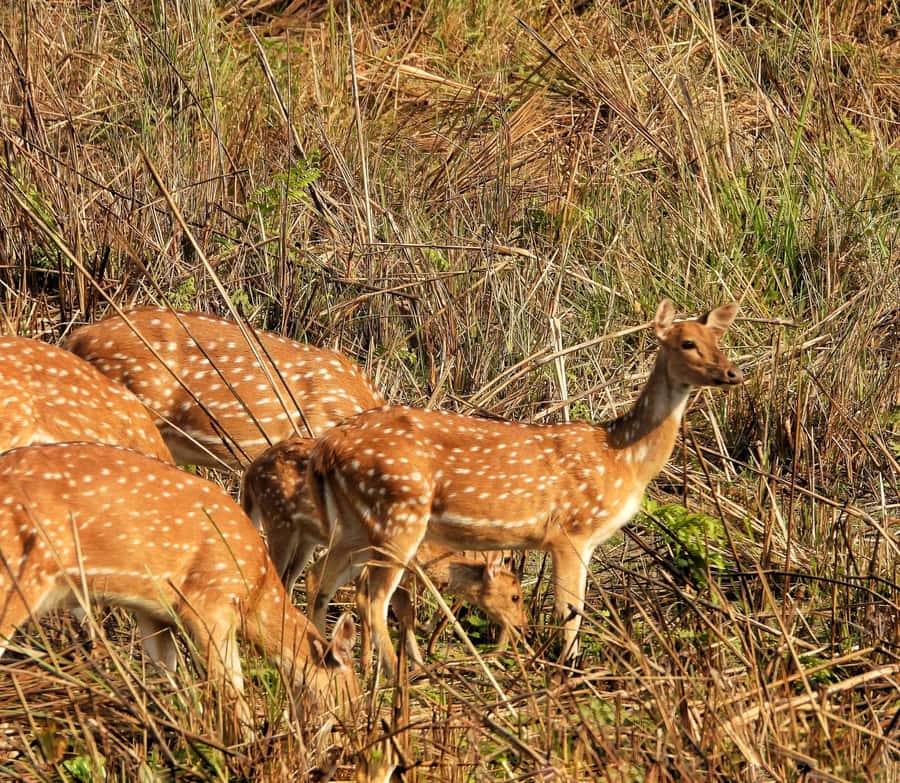 Chitwan: 4-Day Jungle Safari Full Package all inclusive - Day 3: Birdwatching and Wildlife Tracking