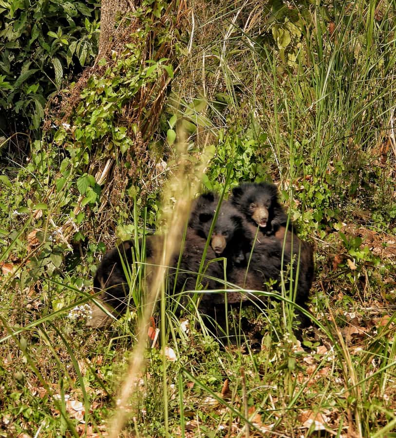 Chitwan: 4-Day Jungle Safari Full Package all inclusive - Day 4: Departure and Reflection