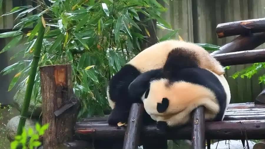 Chengdu: Panda Breeding Base Private Guided Tour - An In-Depth Look at the Tour