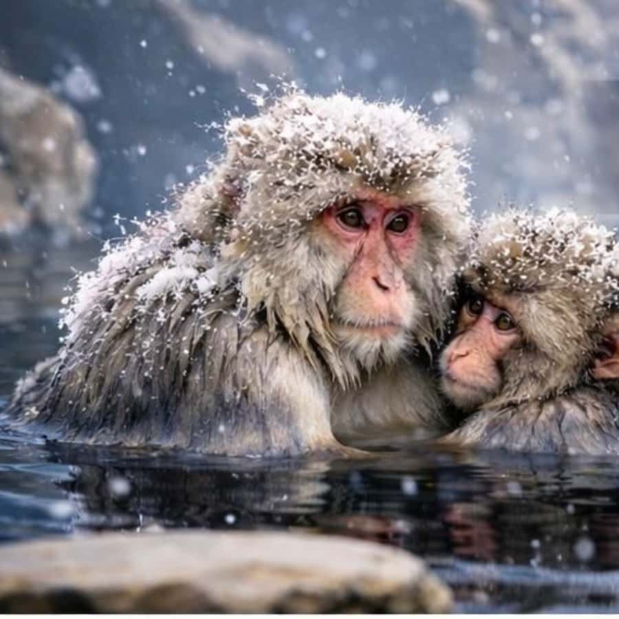 Nagano/Tokyo: Snow Monkey Private Car Tour Hotel Pick & Drop - Final Thoughts: Who Should Consider This Tour?