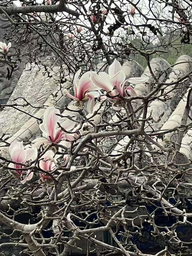 Beijing: Tanzhe Temple Blessing Tour with Guide - Exploring the Historic Buildings