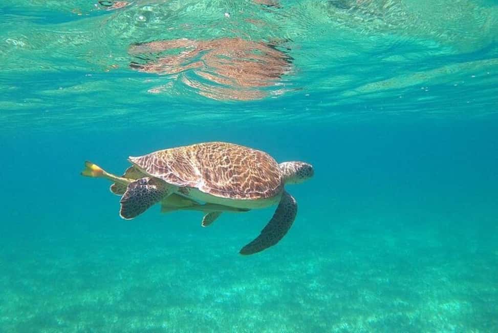 Rose Island Adventure: Turtle, Swim and Snorkel - Final Thoughts