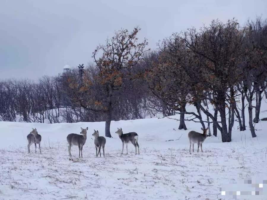 Small GroupA 4-day exploration of Eastern Hokkaido - Final Thoughts