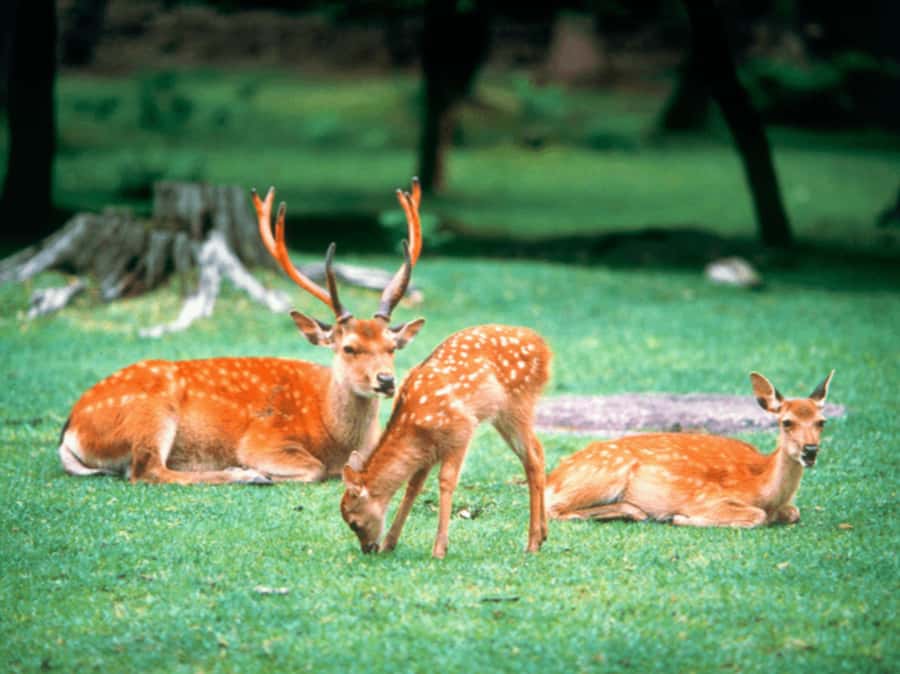 Kyoto/Osaka: Kyoto and Nara Customized Private Guided Tour - Frequently Asked Questions