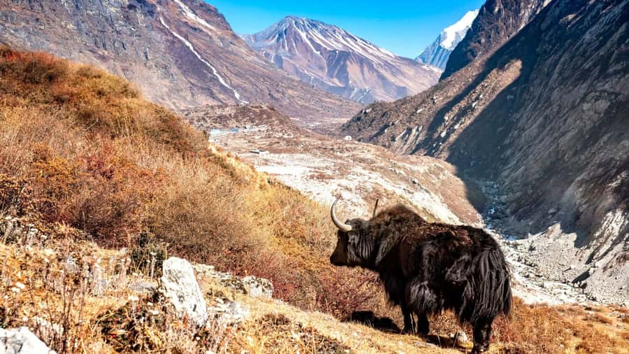 Langtang Highlands Trek via Tserko Ri & Sherpagaon - The Itinerary: A Closer Look