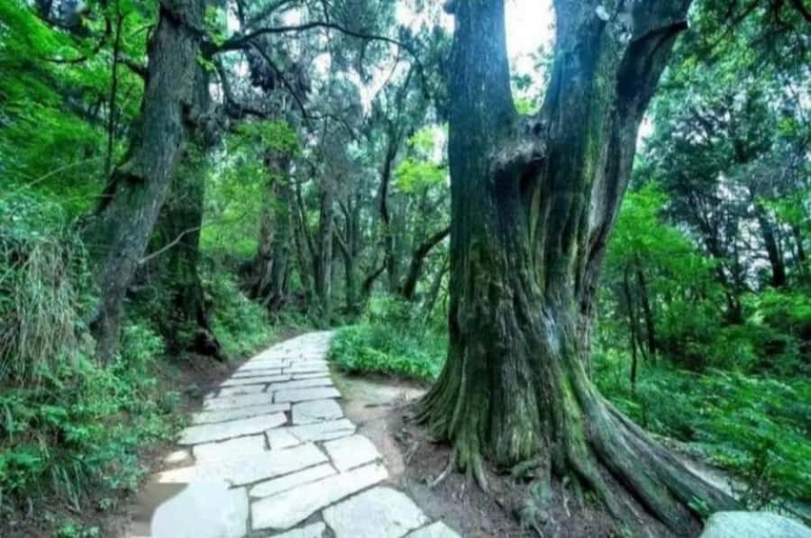 Sichuan: Jinniu Ancient Mile Road Hiking Tour with Guide - Practical Considerations