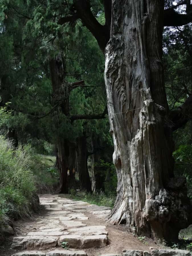 Sichuan: Jinniu Ancient Mile Road Hiking Tour with Guide - Final Thoughts