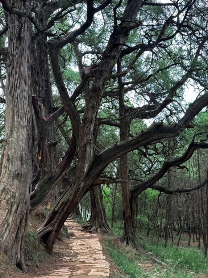 Sichuan: Jinniu Ancient Mile Road Hiking Tour with Guide - FAQ