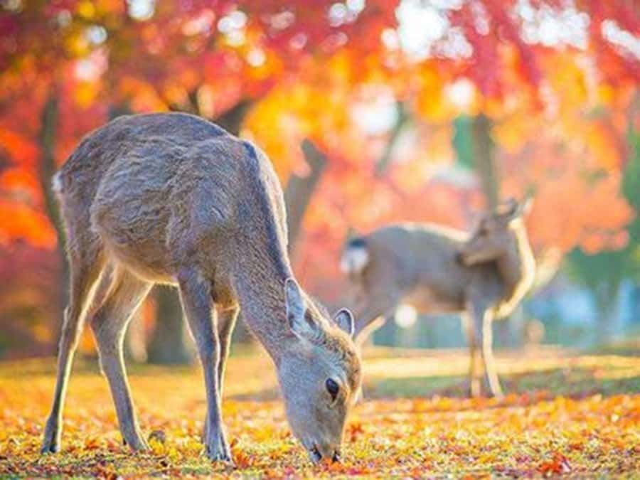 Kyoto And Nara Heritage Day Tour With Optional Culture Lunch - Practical Details and Tips
