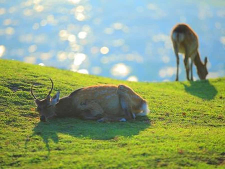 Kyoto And Nara Heritage Day Tour With Optional Culture Lunch - Who Will Love This Tour?