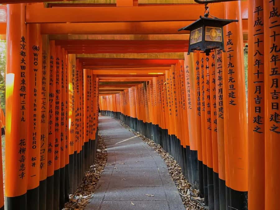 Kyoto And Nara Heritage Day Tour With Optional Culture Lunch - The Sum Up