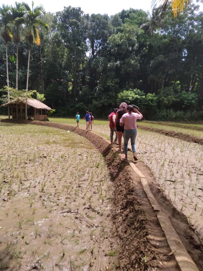 Kandy: Nutmeg Plantation Tour with Kamatha Lunch - An In-Depth Look at the Nutmeg Plantation Tour