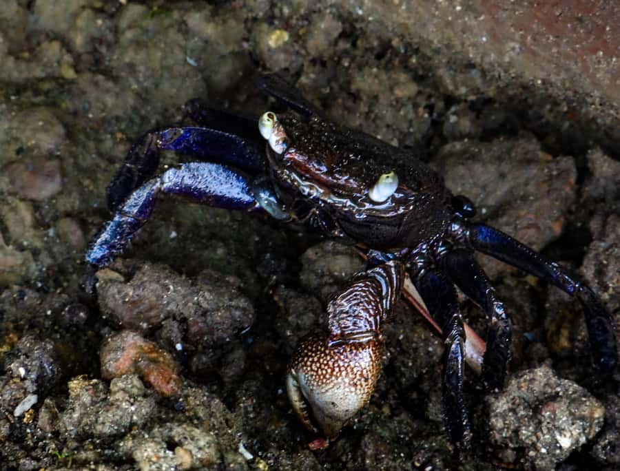 Galle: Mangrove Nature Walk with Local Guide - Practical Tips for Your Mangrove Walk