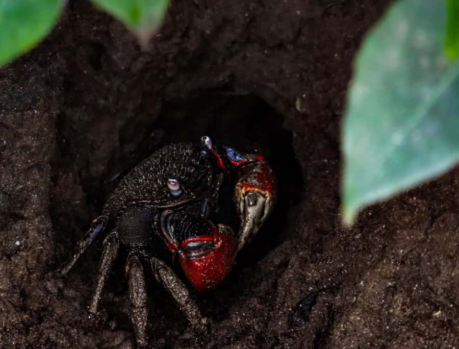 Galle: Mangrove Nature Walk with Local Guide - Frequently Asked Questions
