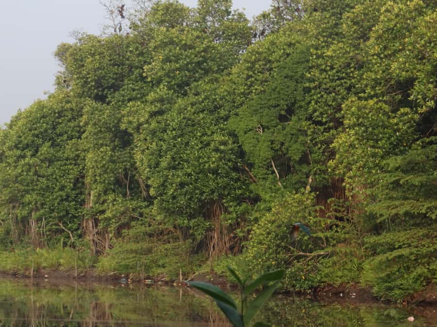 Galle: Mangrove Nature Walk with Local Guide - Final Thoughts