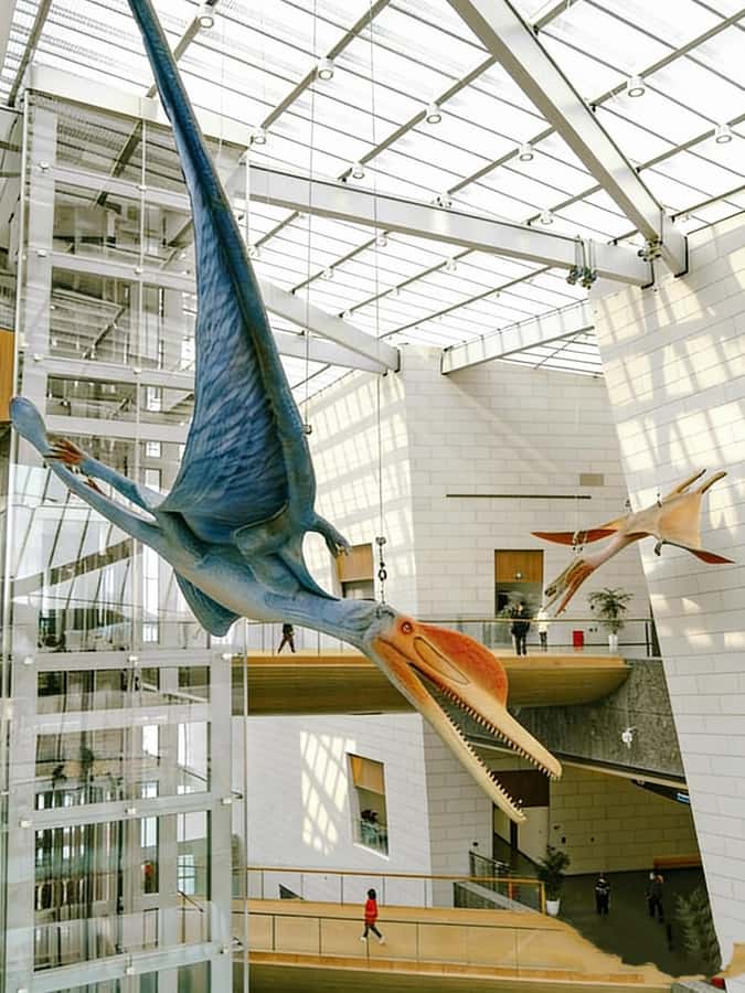 Chengdu: Natural History Museum Guided Tour - Key Points