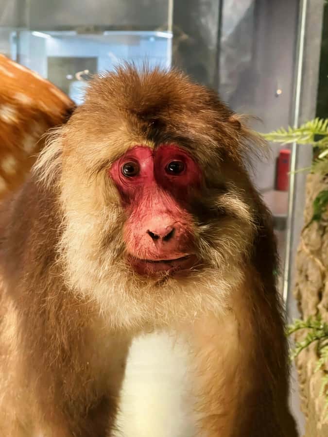 Chengdu: Natural History Museum Guided Tour - Why This Tour Works