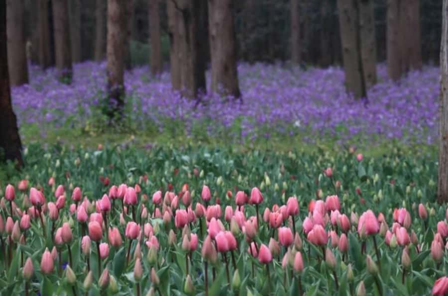 Outdoor Fun in Shanghai: Dongping Park Entry for 2-Person - Setting the Scene: What To Expect at Dongping National Forest Park