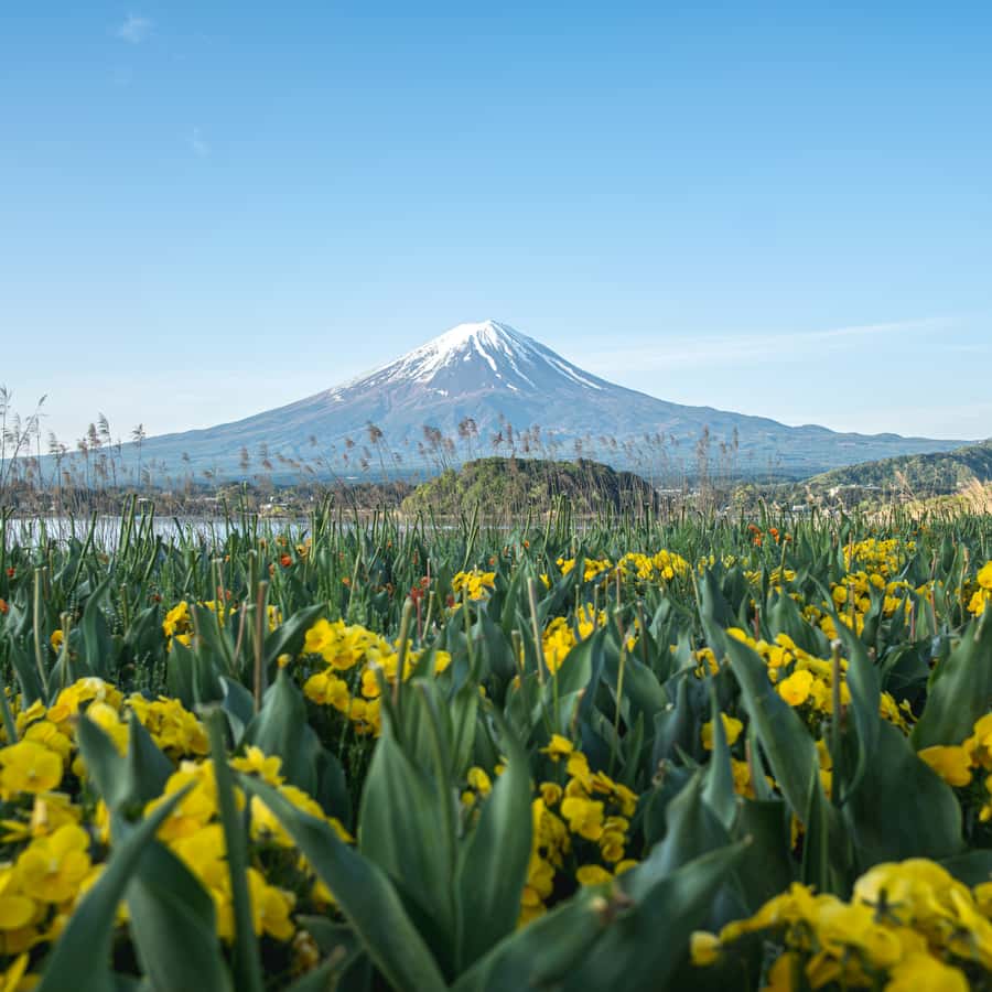 From Tokyo: Mount Fuji Five Lakes Private Full Day Tour - The Value of this Tour