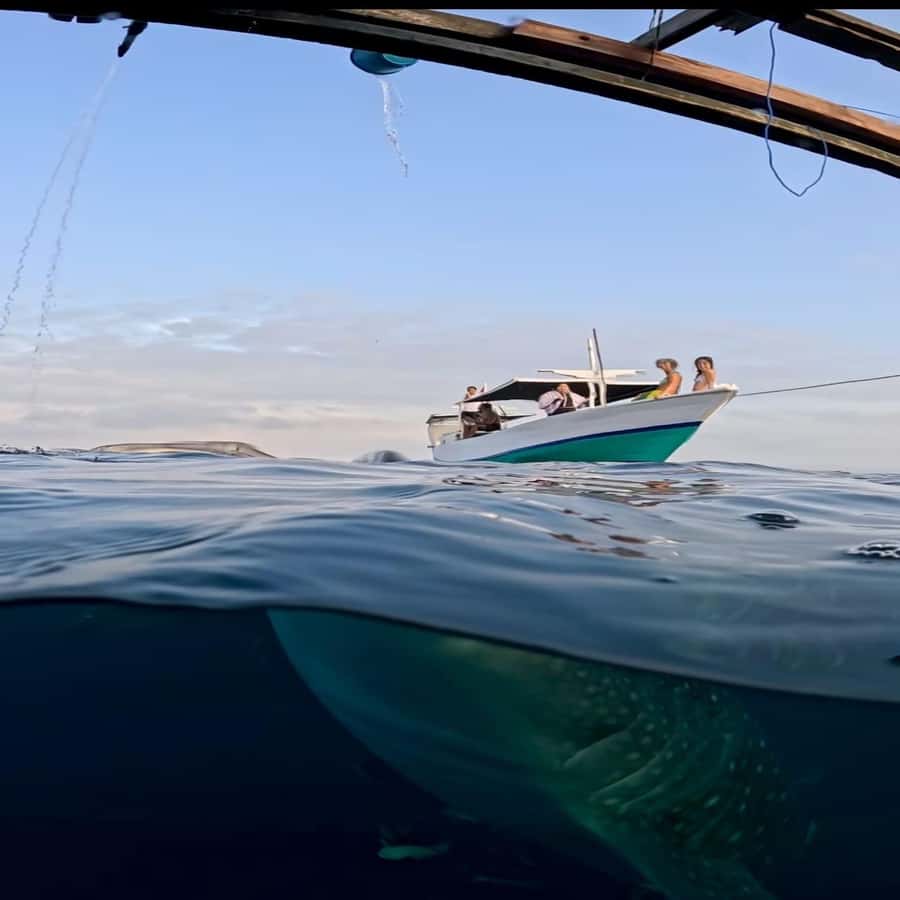 Sumbawa Overland Whale Shark Adventure (Sharing Trip) - Good To Know  