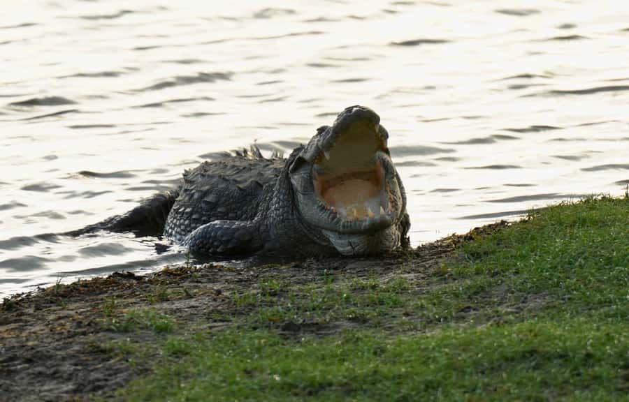 Arugam Bay: Kumana National Park Full-Day Safari Tour - Final Thoughts: Who Should Consider This Tour?