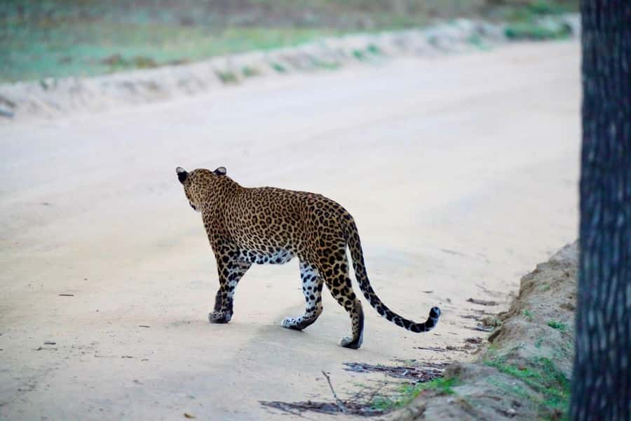 Arugam Bay: Kumana National Park Full-Day Safari Tour - Why This Tour Offers Great Value