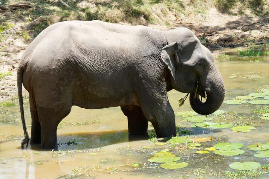 Arugam Bay: Kumana National Park Full-Day Safari Tour - FAQ