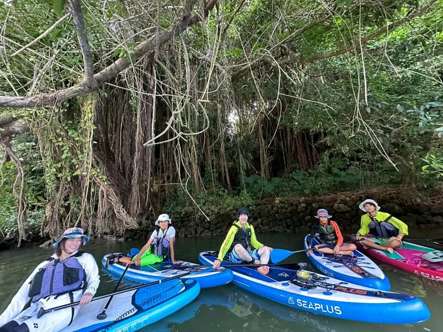 Okinawa: Mangrove SUP Tour with Photos - The Significance of the Mangroves and Wildlife