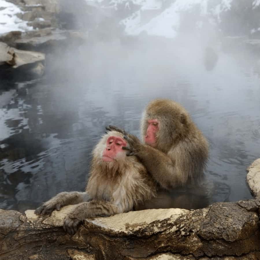 From Nagano & Tokyo: Snow Monkey Park Customise Private Tour - FAQs