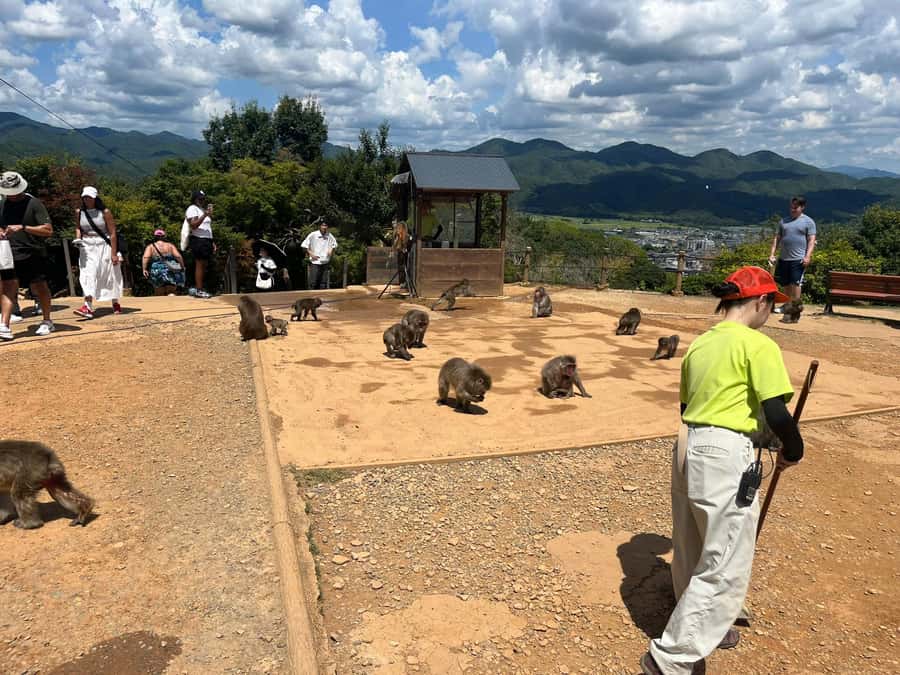 Kyoto: Kinakuji The Golden Pavilion, Ryan-Ji and Wildlife - Who Is This Tour Best For?