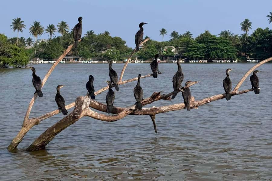 From Mirissa: Crocodile Watching River Boat Safari - An In-Depth Look at the Crocodile Watching River Safari