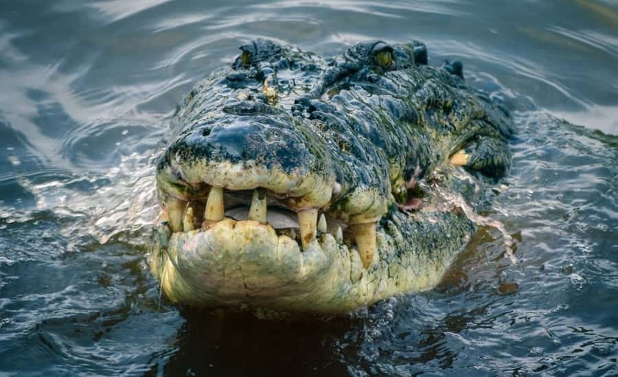 From Mirissa: Crocodile Watching River Boat Safari - Why You Should Consider This Tour