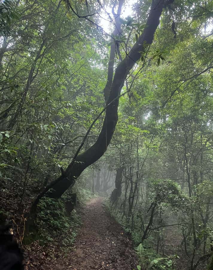 Kathmandu: 3-Day Shivapuri Wellness & Recreation Package - The Itinerary Breakdown