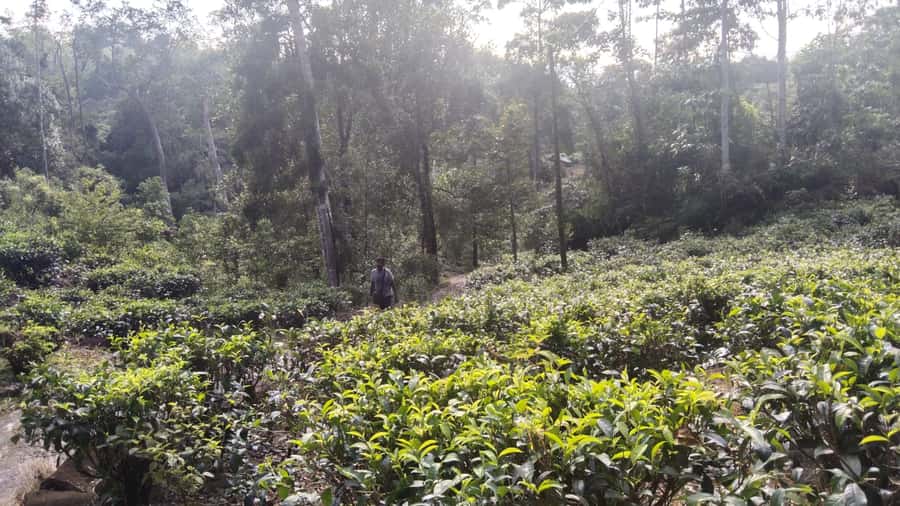 Polgampola Waterfall Tour by Tuk Tuks From Bentota area - Final Thoughts