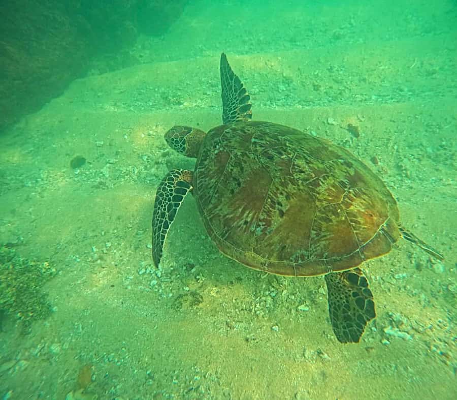 Mirissa: Night Snorkeling with Sea Turtles & Coral Reefs - Wildlife & Responsible Tourism