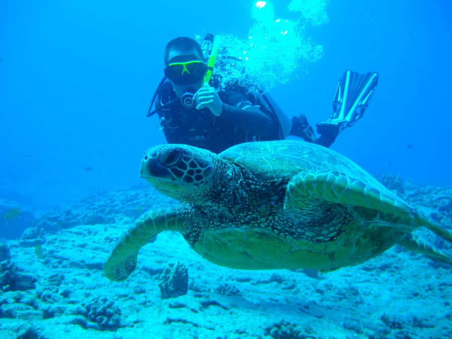 Mirissa: Night Snorkeling with Sea Turtles & Coral Reefs - Key Points