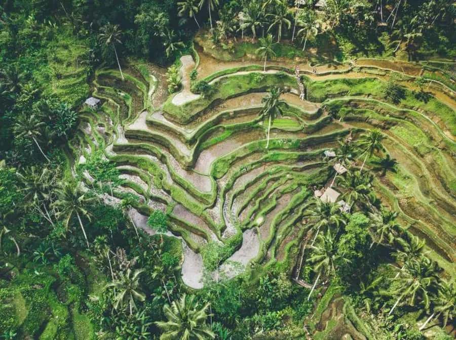 Ubud: 3-Day Tour with Sacred Monkey Forest Sanctuary. - Practical Details and Value