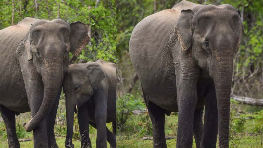 Anuradhapura: Wilpattu Safari, Kalu Diya Pokuna & Mihintale - Why Choose This Tour?