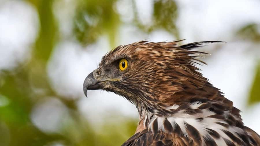 Anuradhapura: Wilpattu Safari, Kalu Diya Pokuna & Mihintale - Good To Know