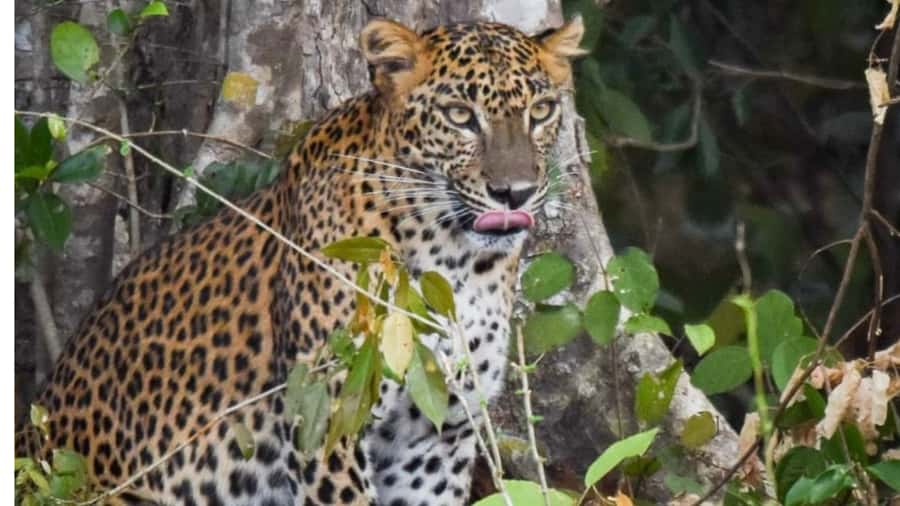 Anuradhapura: Wilpattu Safari, Kalu Diya Pokuna & Mihintale - FAQ