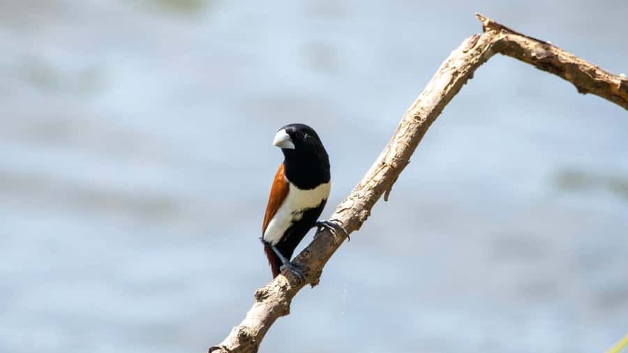 Anuradhapura: Wilpattu Safari, Kalu Diya Pokuna & Mihintale - Who Would Love This Tour?