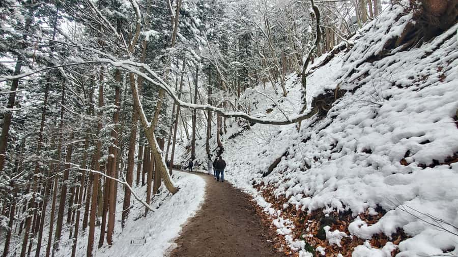 Tokyo: Snow Monkeys, Zenkoji Temple, & Obuse Day Trip - Exploring the Itinerary: What You Can Expect