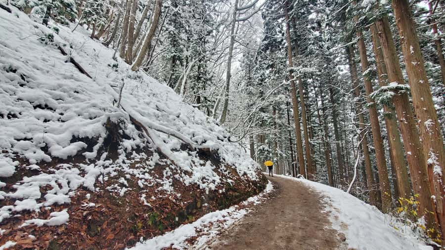 Tokyo: Snow Monkeys, Zenkoji Temple, & Obuse Day Trip - Introduction