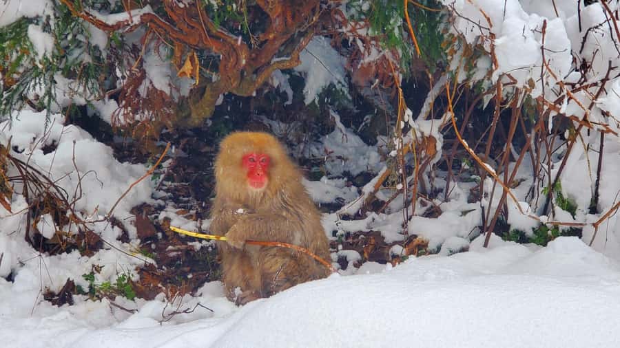 Tokyo: Snow Monkeys, Zenkoji Temple, & Obuse Day Trip - Final Thoughts