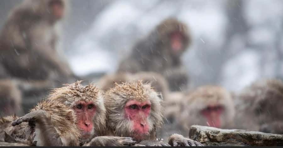 Nagano: Private snow monkey Tour in Luxury car - The Value and Experience