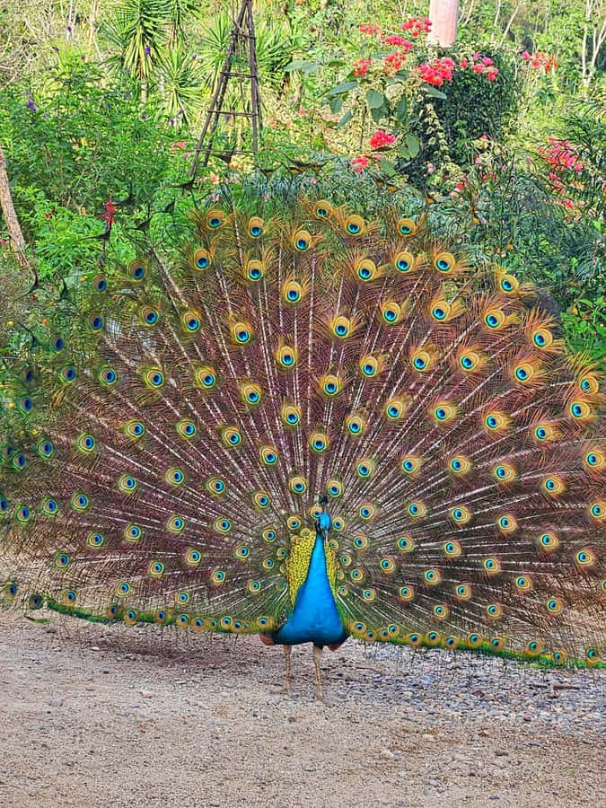 Puerto Vallarta: Botanical Garden & Tequila Tasting Tour - Exploring Puerto Vallarta’s Botanical Garden: A Feast for the Senses