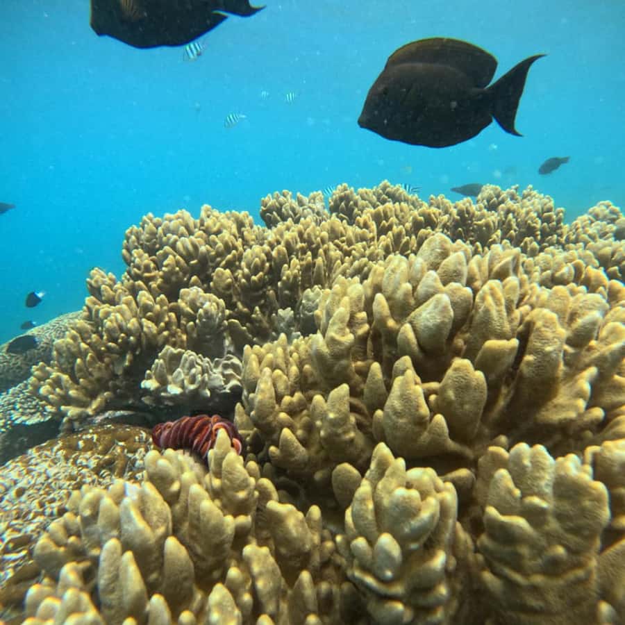 Padang Bai: Blue Lagoon Snorkeling Tour, Lunch & Transfer - Practical Tips for Your Snorkeling Day